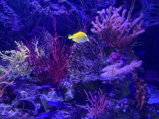 サンゴ礁を泳ぐ黄色い海水魚と紫色のソフトコーラル