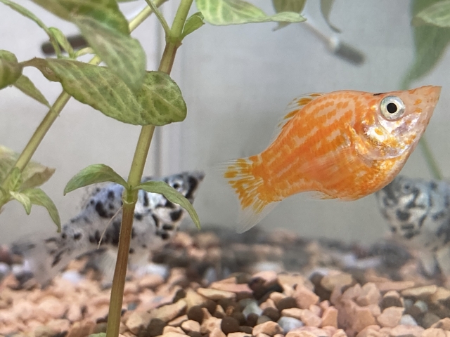 水草の側を泳ぐオレンジ色と斑模様の熱帯魚と底砂