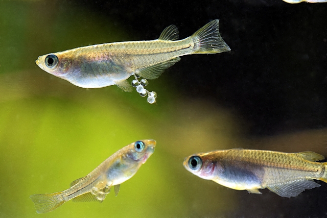 腹部に卵をぶら下げて泳ぐメダカの親魚たち