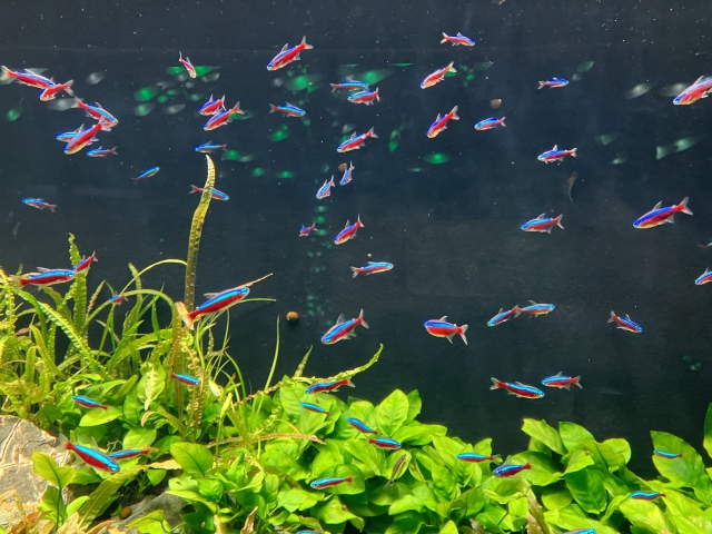 水草の上を泳ぐネオンテトラの仲間と水槽の風景