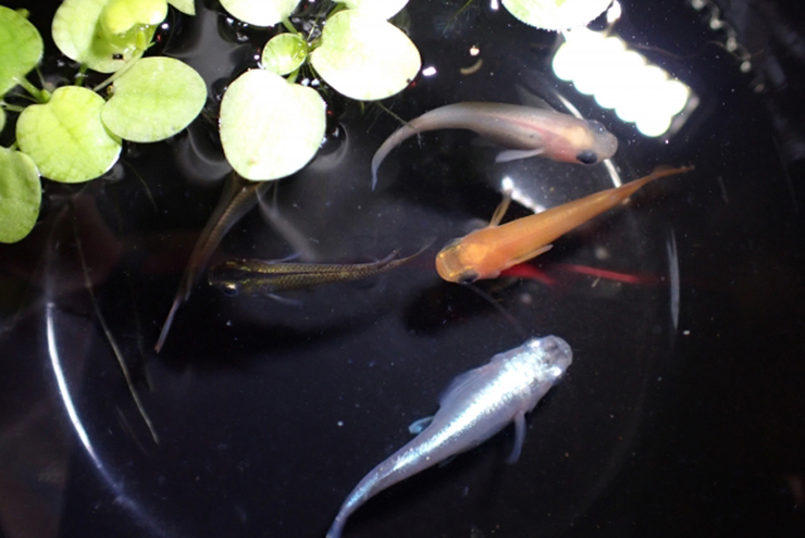 黒い容器で泳ぐ数種類のメダカと浮き草の俯瞰画像