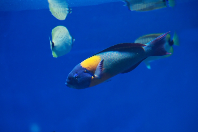 青い背景の水槽内を泳ぐベラの仲間と海水魚の群れ