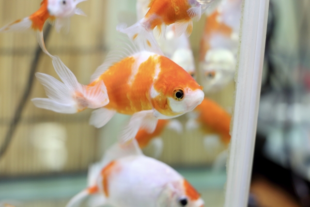 水槽内を泳ぐ赤と白の更紗模様の金魚たち