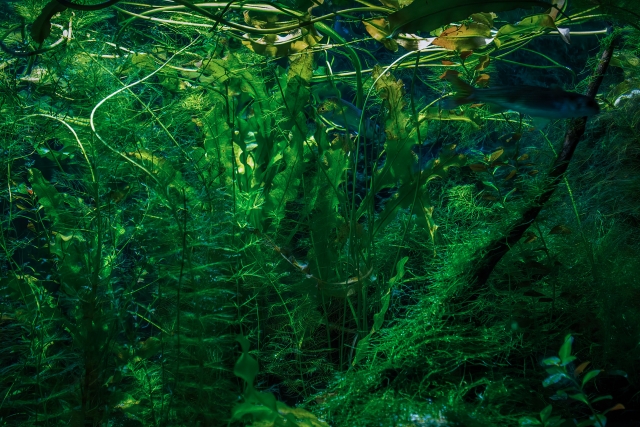 水草が密生する水槽内を泳ぐ魚と流木の風景