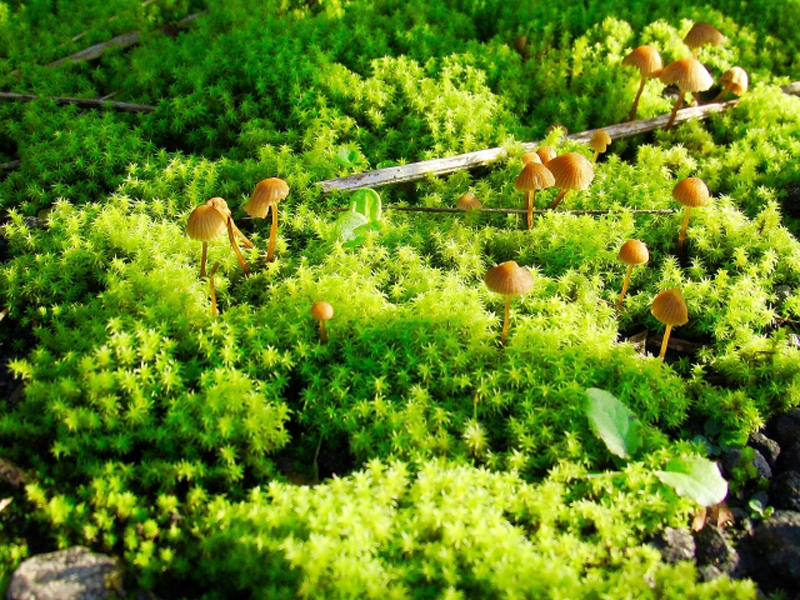 鮮やかな緑色の苔から生える茶色の小さなキノコ群落