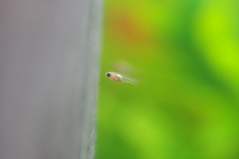 緑色の背景を泳ぐ小さな魚の稚魚