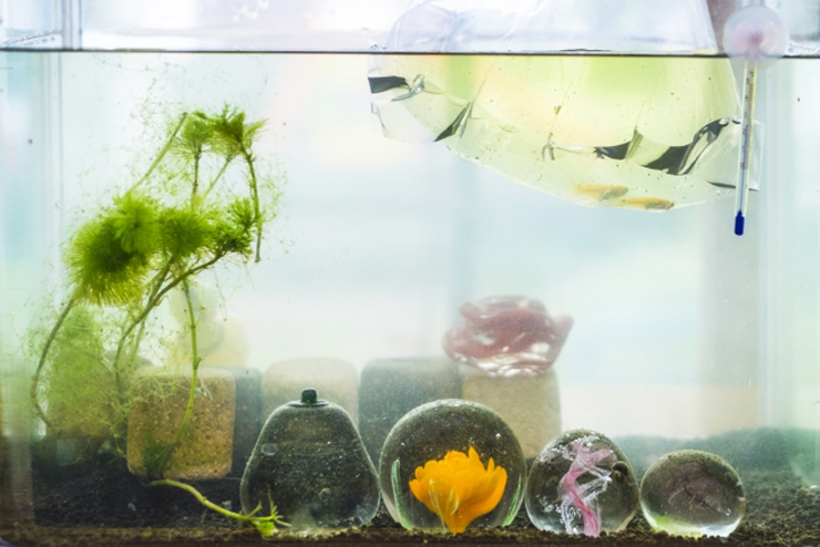 水槽に浮かぶメダカ入りの袋と水草やガラス細工の装飾品