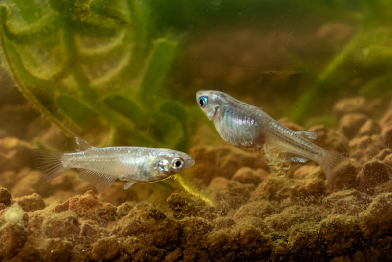 水槽の底砂付近を泳ぐ卵を抱えたメダカと水草の背景