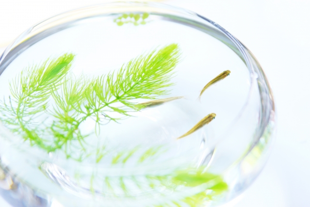 ガラス容器で水草と泳ぐ数匹のメダカの俯瞰画像