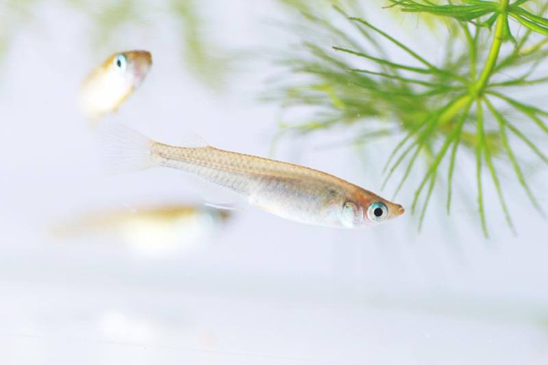 水草の側を泳ぐ数匹のメダカとマツモの仲間