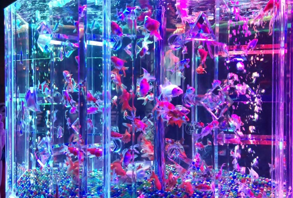 青や紫の光に照らされた水槽内を泳ぐ多数の金魚