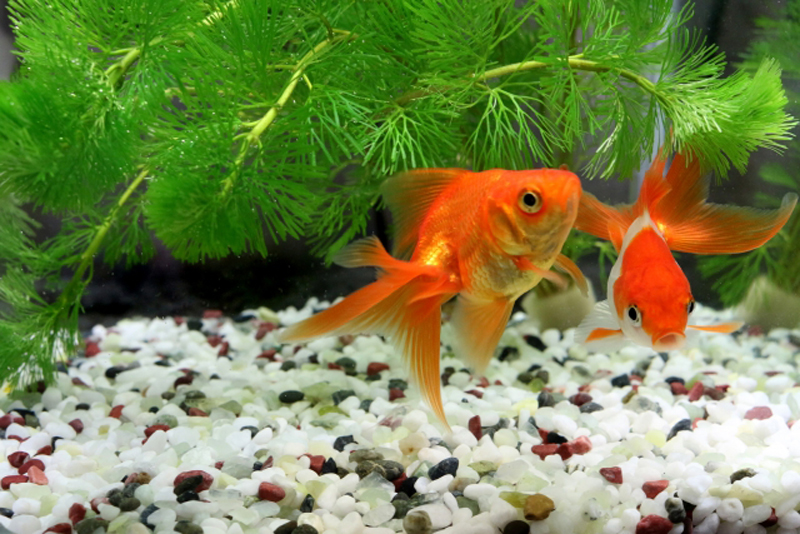 水草の下を泳ぐ2匹の金魚と白黒の砂利を敷いた水槽内