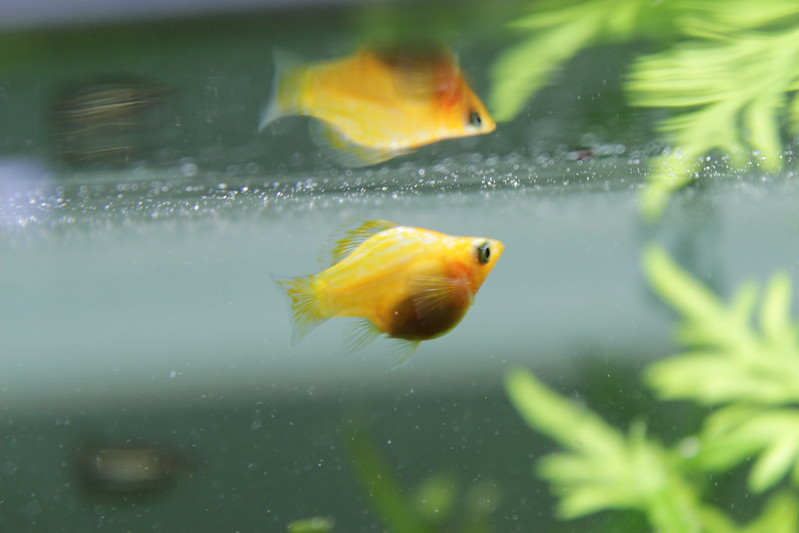 水面付近を泳ぐ黄色い熱帯魚と緑色の水草の風景