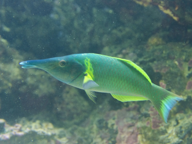 岩礁を泳ぐ緑色の体色と長い口先が特徴の海水魚