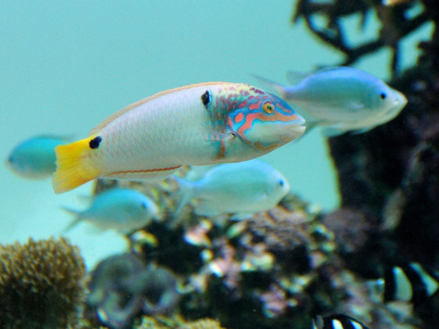 サンゴ礁を泳ぐベラの仲間と青い海水魚の群れ