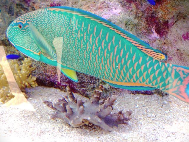 サンゴ礁を泳ぐ鮮やかな緑色の海水魚と底砂のサンゴ