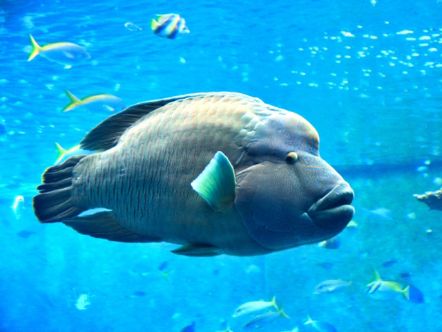 青い海中を泳ぐナポレオンフィッシュと周囲の熱帯魚たち