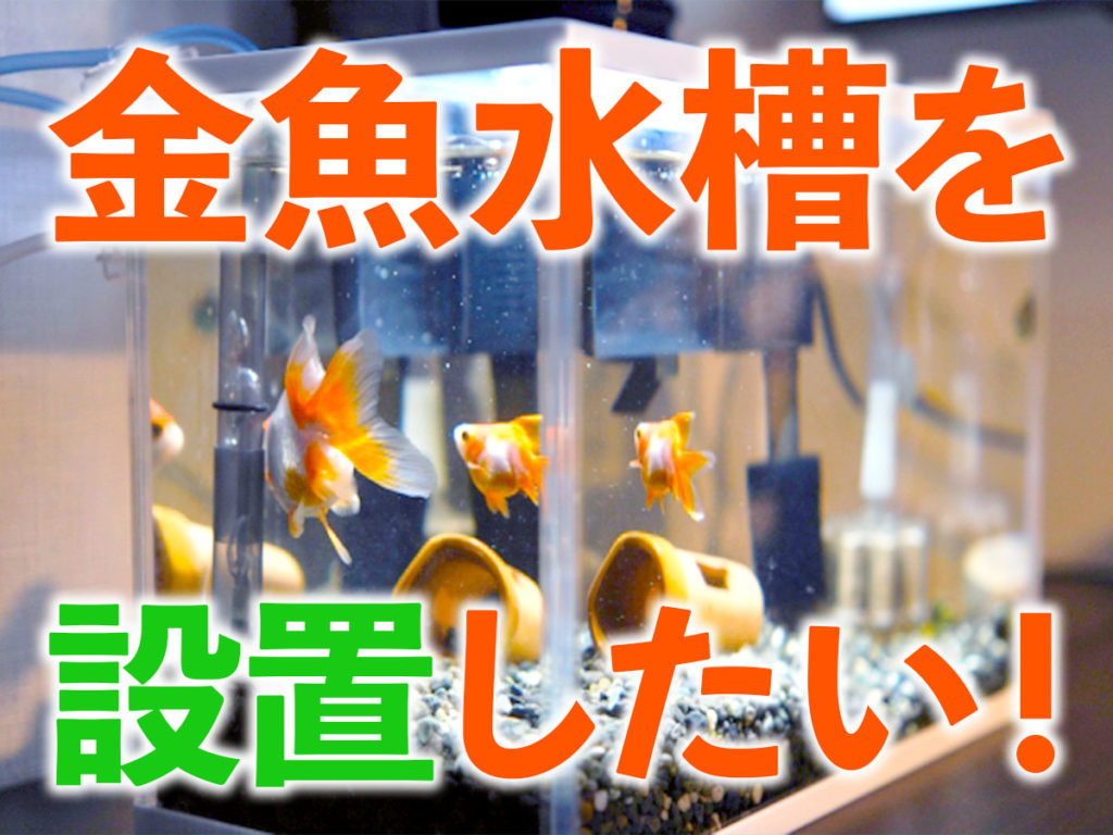 金魚水槽を設置したい！簡単に設置する方法から水槽レンタルまでのサムネイル画像