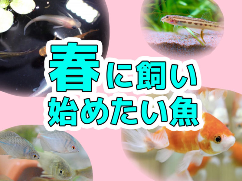 春に飼い始めたい魚と書かれた文字と金魚やメダカの画像