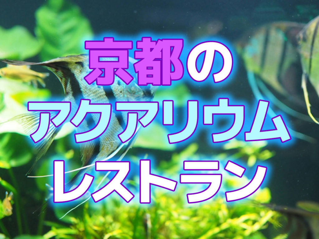 京都のアクアリウムレストラン!魚が泳ぐカフェやバーでくつろごう!のサムネイル画像