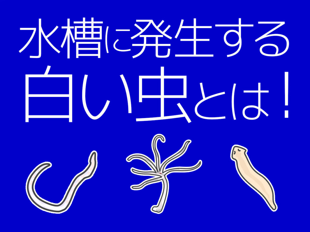 水槽の白い虫とは！ミズミミズ・プラナリア・ヒドラなど害虫の駆除方法のサムネイル画像