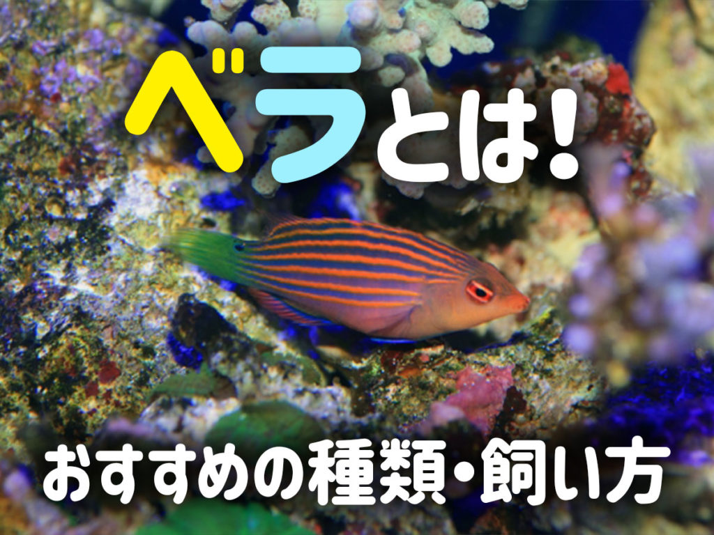 ベラとは!海水魚の名脇役!ベラのおすすめ種類から飼育方法まで解説のサムネイル画像