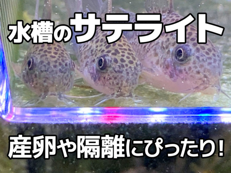 水槽のサテライトは産卵や隔離にぴったりの見出し画像