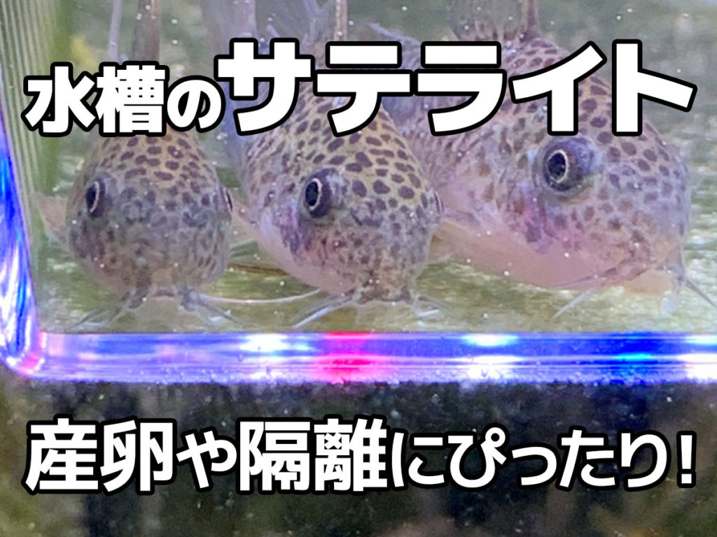 水槽のサテライトとは！産卵や隔離にぴったり！メリットとおすすめ製品のサムネイル画像
