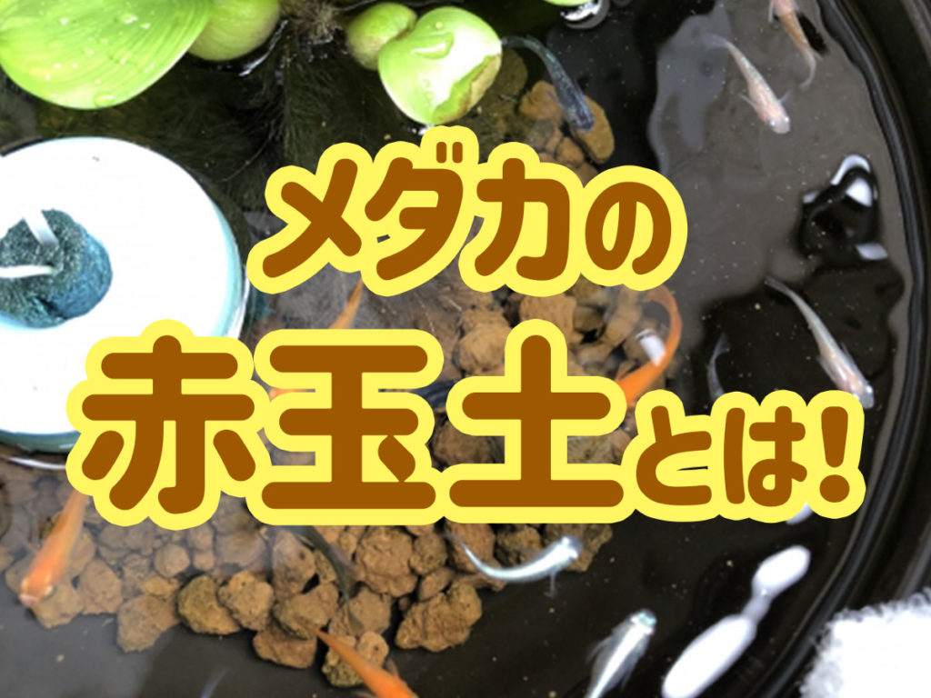 メダカ飼育の赤玉土とは！赤玉土の効果からおすすめ製品と選び方を解説のサムネイル画像