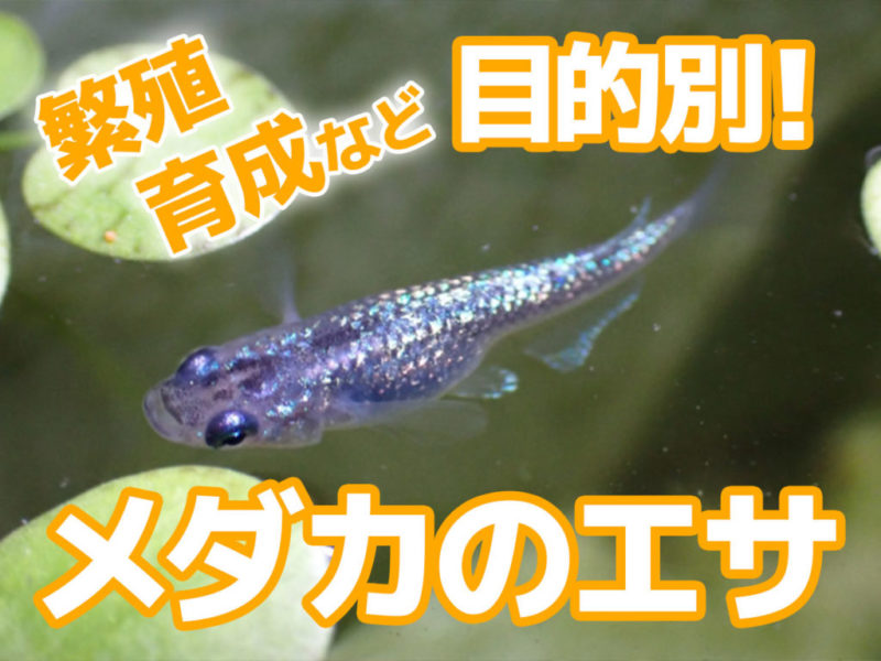 繁殖・育成など目的別メダカのエサの見出し画像