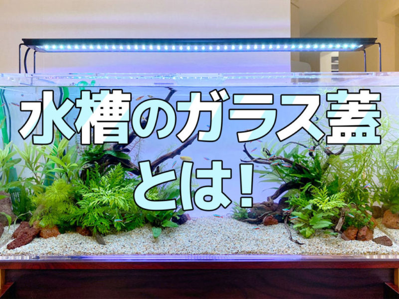 水槽のガラス蓋とは!の文字と水草水槽の見出し画像
