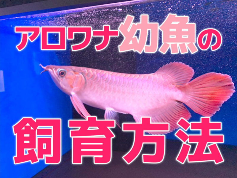 アロワナ幼魚の飼育方法の文字と泳ぐアロワナの見出し画像
