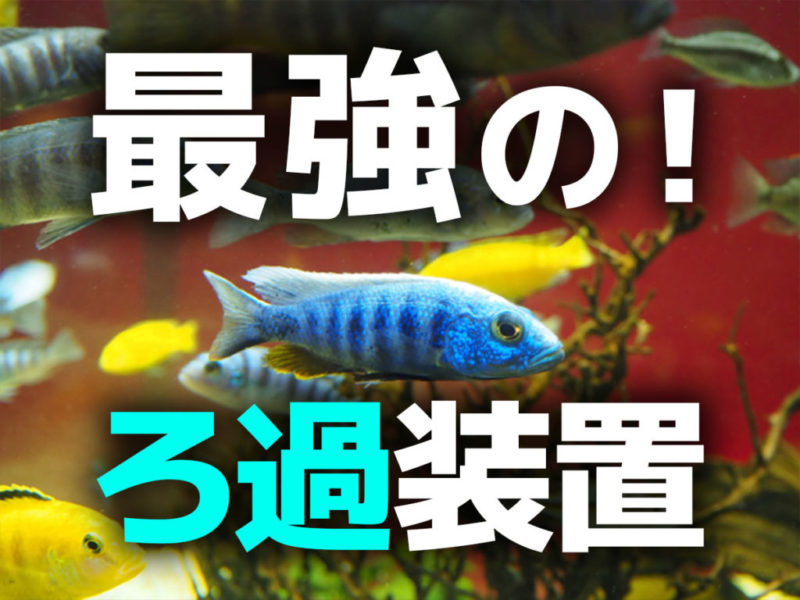最強のろ過装置の文字と泳ぐ熱帯魚の見出し画像