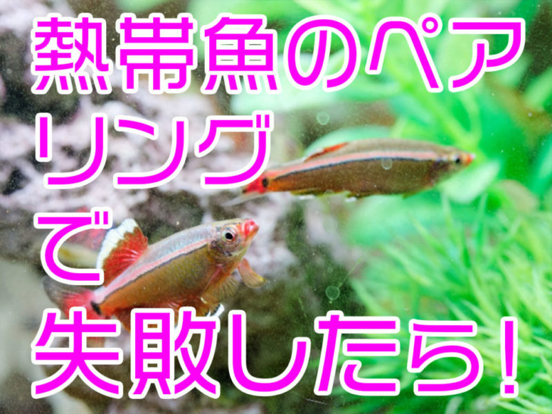 熱帯魚のペアリング失敗時の対処法の見出し画像