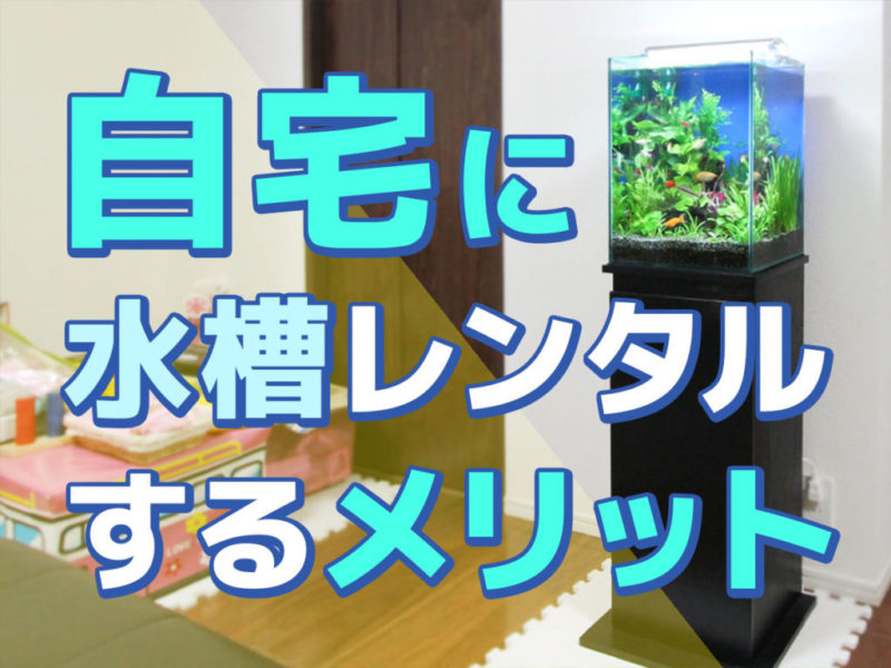 自宅に水槽レンタルするメリットの見出し画像