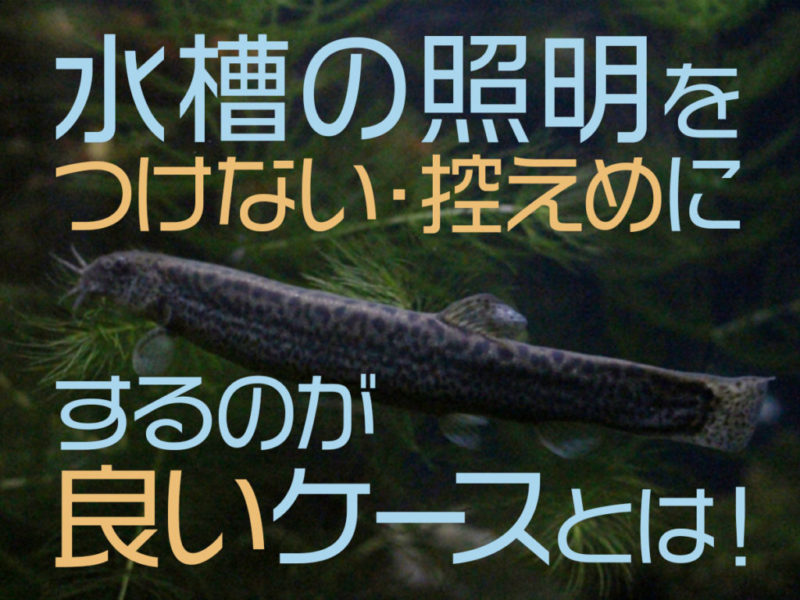 水槽の照明をつけない・控えめにするのが良いケースの見出し画像