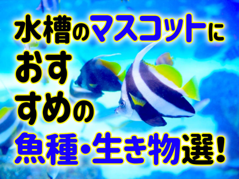 水槽のマスコットにおすすめの魚種・生き物選の見出し画像