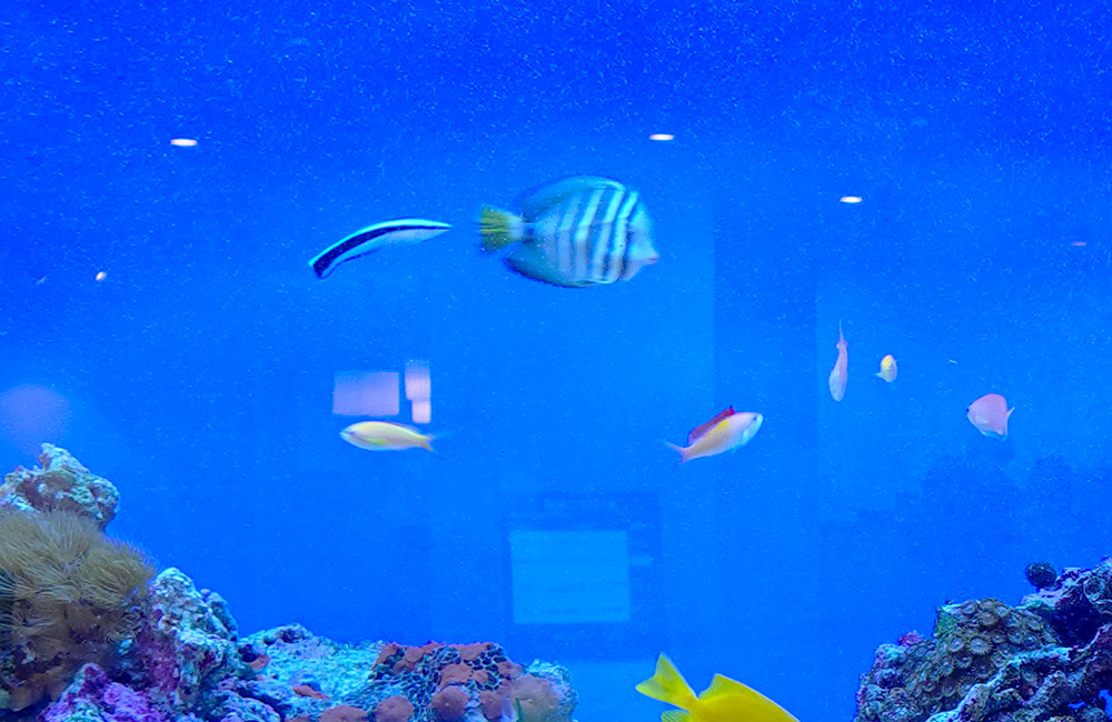 青い背景の海水魚水槽を泳ぐハギやベラの仲間とサンゴ礁