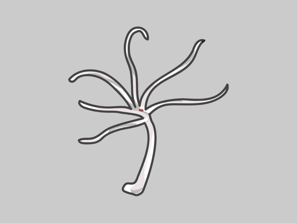 グレーの背景に描かれた白いヒドラのイラスト