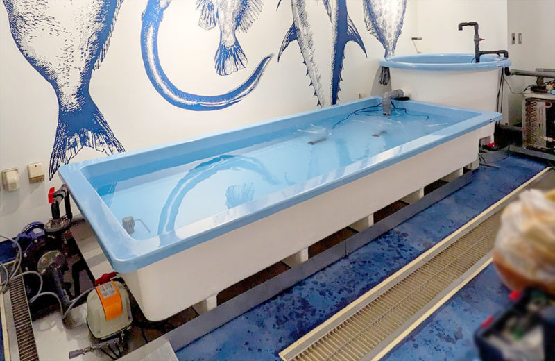 2.8mのいけすを販売!鮮魚専門の飲食店様に超大型活魚水槽を設置 水槽画像2