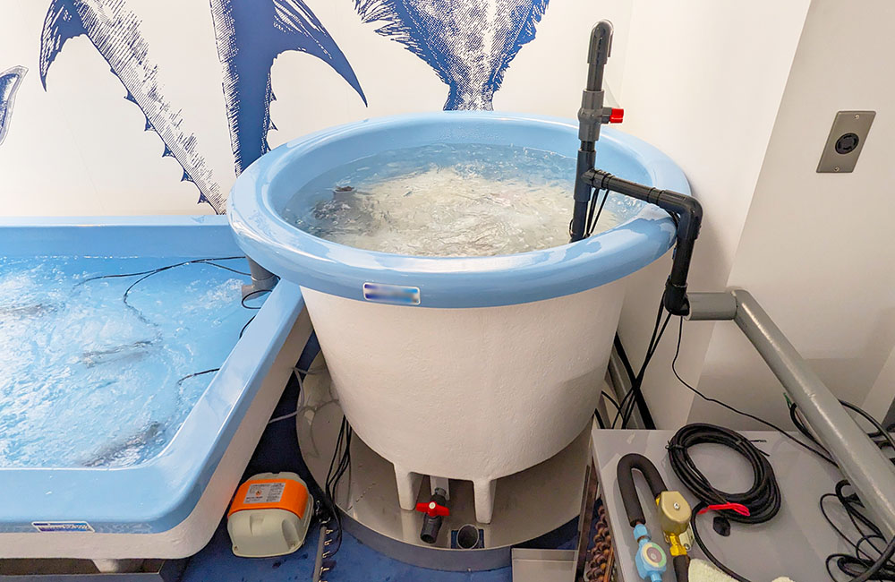 配管が接続された円形の大型活魚水槽と角型水槽