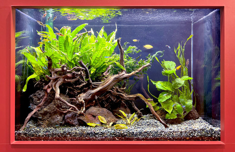 オフィスの埋め込み式60cm淡水魚水槽！2台をメンテナンスしてます 水槽画像３