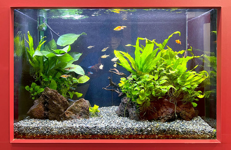 オフィスの埋め込み式60cm淡水魚水槽！2台をメンテナンスしてます 水槽画像４