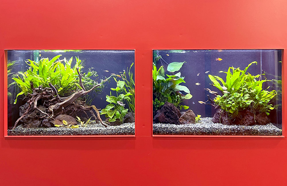 赤い壁に埋め込まれた水草と流木が並ぶ二つの水槽