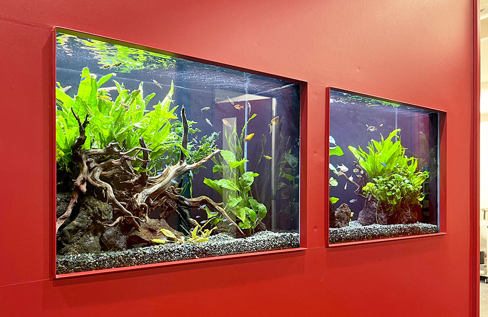 赤い壁に埋め込まれた流木と水草の熱帯魚水槽二台