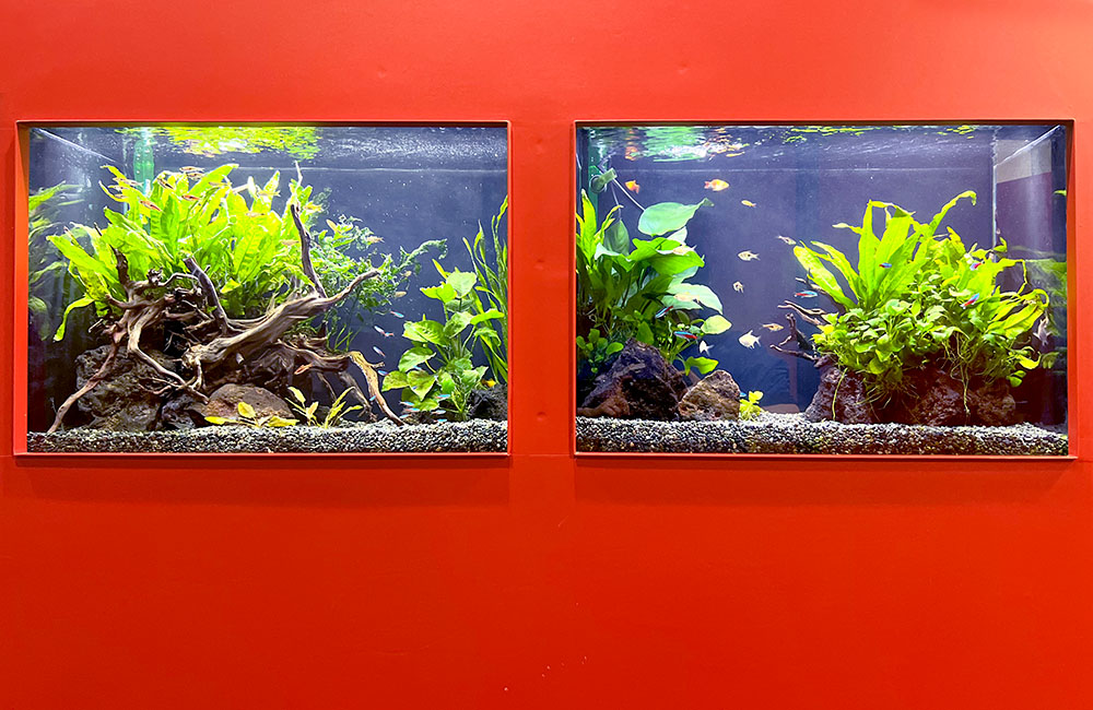 赤い壁に埋め込まれた水草と小型魚の泳ぐ2つの水槽