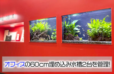 オフィスの埋め込み式60cm淡水魚水槽！2台をメンテナンスしてます