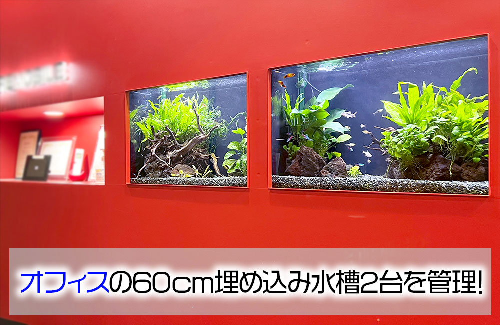 オフィスの埋め込み式60cm淡水魚水槽！2台をメンテナンスしてます