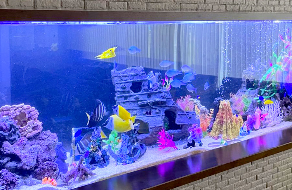 沈没船の置物と海水魚が泳ぐ大型の海水水槽