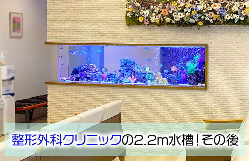 整形外科クリニック様の2.2ｍ埋め込み式水槽その後！沈没船が登場 水槽画像１